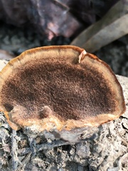 Fuscoporia gilva