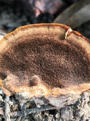 Fuscoporia gilva