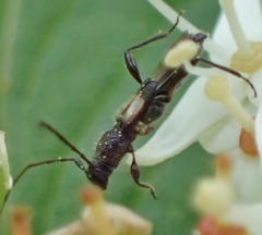 Molorchus bimaculatus