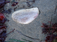 Platyodon cancellatus