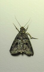 Orthaga atribasalis