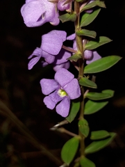 Angelonia