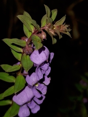 Angelonia