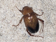 Phyllotocus macleayi