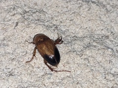 Phyllotocus macleayi