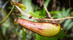 Nepenthes tentaculata