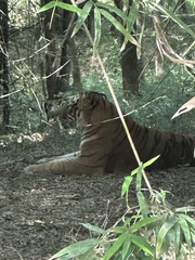 Panthera tigris