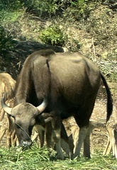 Bos gaurus