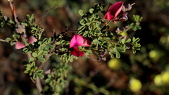 Indigofera spinescens