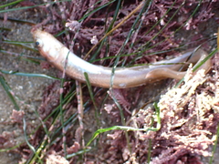 Ophidion scrippsae