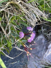 Kalmia microphylla