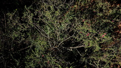 Indigofera spinescens