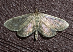 Anania tertialis