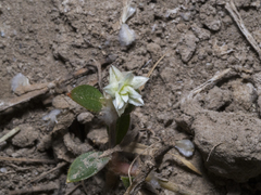 Gomphrena celosioides