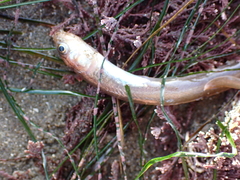 Ophidion scrippsae