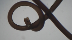 Nematomorpha