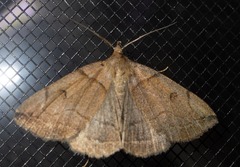 Zanclognatha laevigata