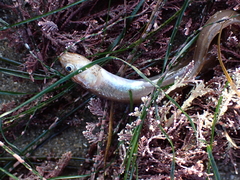 Ophidion scrippsae
