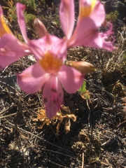 Alstroemeria