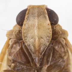Catonia haitiensis