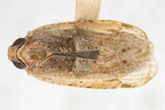 Catonia haitiensis