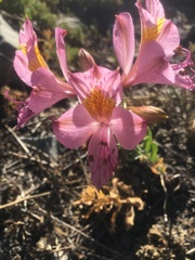 Alstroemeria