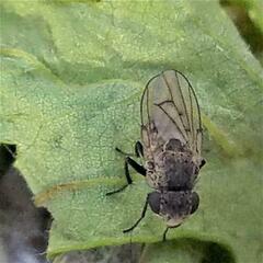 Paralimna punctipennis