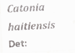 Catonia haitiensis