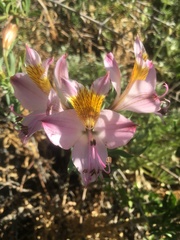 Alstroemeria