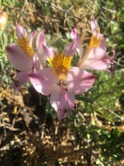 Alstroemeria