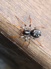 Habronestes bispinosus