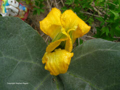 Cucurbita foetidissima