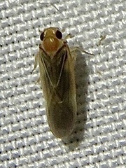 Plectoderini