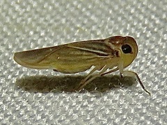 Plectoderini