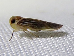 Plectoderini