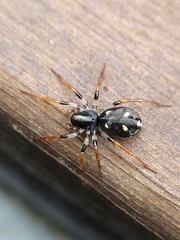 Habronestes bispinosus