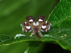 Brenthia hexaselena