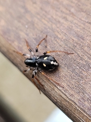 Habronestes bispinosus