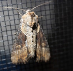 Lateroligia ophiogramma