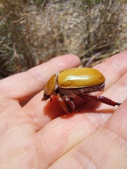 Anoplognathus montanus