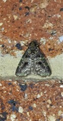 Orthaga atribasalis