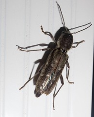 Xylotrechus sagittatus