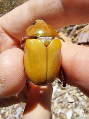 Anoplognathus montanus