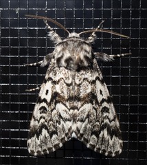 Panthea acronyctoides