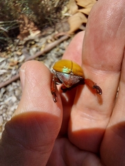 Anoplognathus montanus