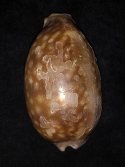 Macrocypraea zebra