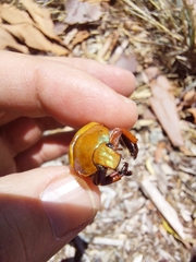 Anoplognathus montanus