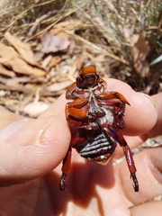 Anoplognathus montanus