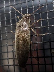 Synchroa punctata
