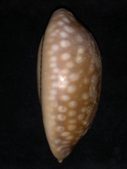 Macrocypraea zebra